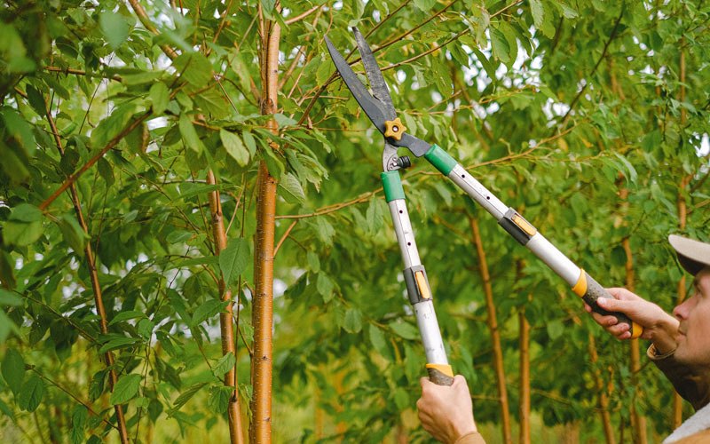 Tree trimming in Linden, IA